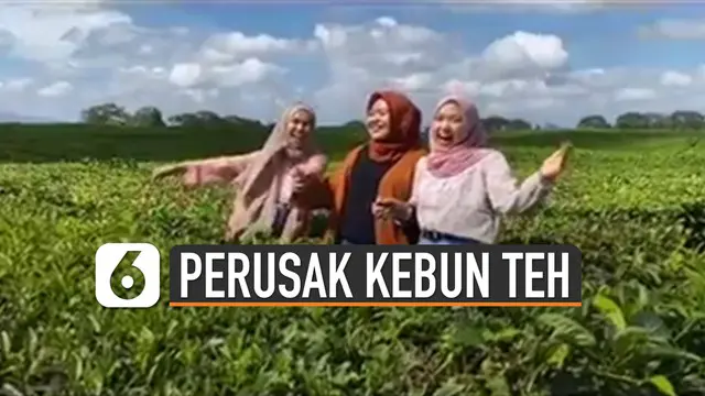 Baru-baru ini beredar video tiga perempuan rusak kebun teh demi konten. Mereka nampak sengaja menjatuhkan diri ke hamparan kebun teh itu.