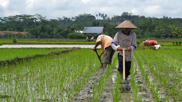 “Matun” atau menyiangi gulma dengan alat roda bergerigi dan alat garuk 10 hari setelah tanam. Saat itu tanaman padi sudah beranak 3 sampai 5 batang. (Foto: Liputan6.com/Muhamad Ridlo)