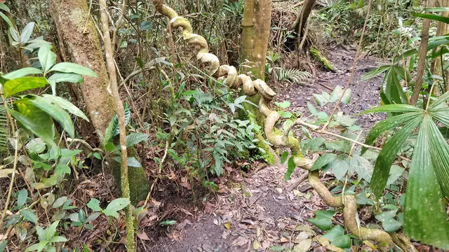 Pemandangan sepanjang pendakian Gunung Bunga Buah di Malaysia. (Dok: Gunung Bagging https://www.gunungbagging.com/bunga-buah/nggallery/page/2)