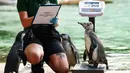 Bagi masyarakat umum, penguin Humboldt tampak sama. Tetapi, penjaga mereka tahu bahwa mereka sangat berbeda. (HENRY NICHOLLS / AFP)