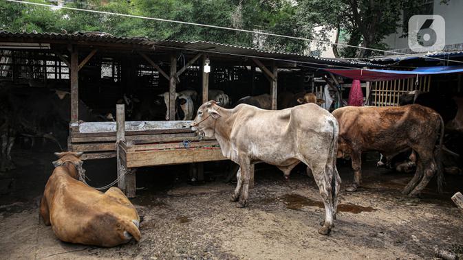 Sejumlah hewan kurban dijual di Pasar Kambing, Tanah Abang, Jakarta, Selasa (13/7/2021). Menurut pedagang, bisanya memasuki satu minggu sebelum Idul Adha Pasar Kambing mulai ramai dikunjungi pembeli. (/Faizal Fanani)
