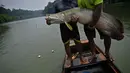 Nelayan memperlihatkan ikan arapaima atau Pirarucu yang berhasil ditangkap dari Sungai Amazon di Brasil, 20 September 2017. Ikan yang masih satu keluarga dengan ikan arwana ini merupakan salah satu makanan favorit warga lokal Amazon. (CARL DE SOUZA/AFP)