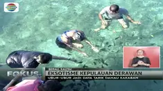 Bukan hanya lautnya yang jernih, Kepulauan Derawan kaya akan aneka biota laut.