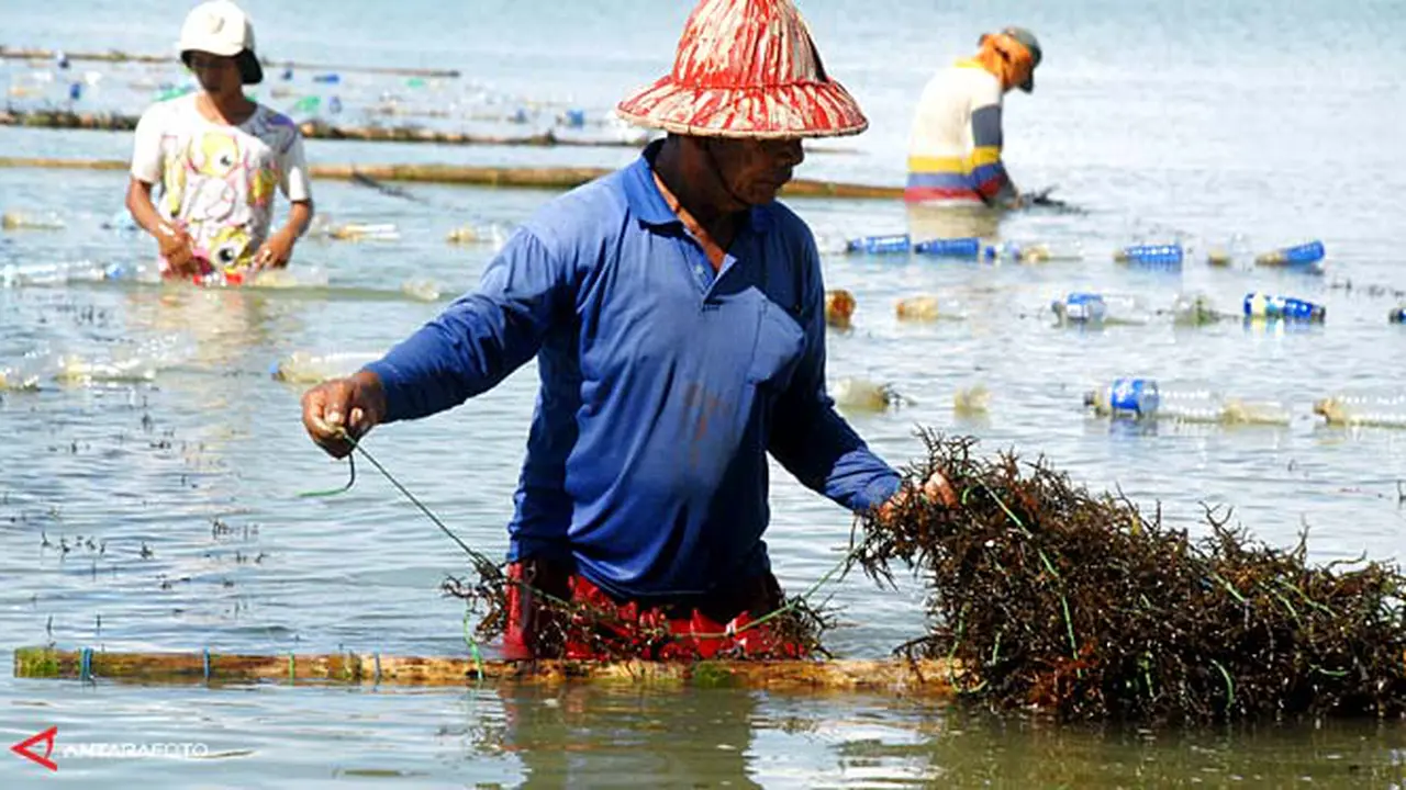 rumput-laut130619b.jpg