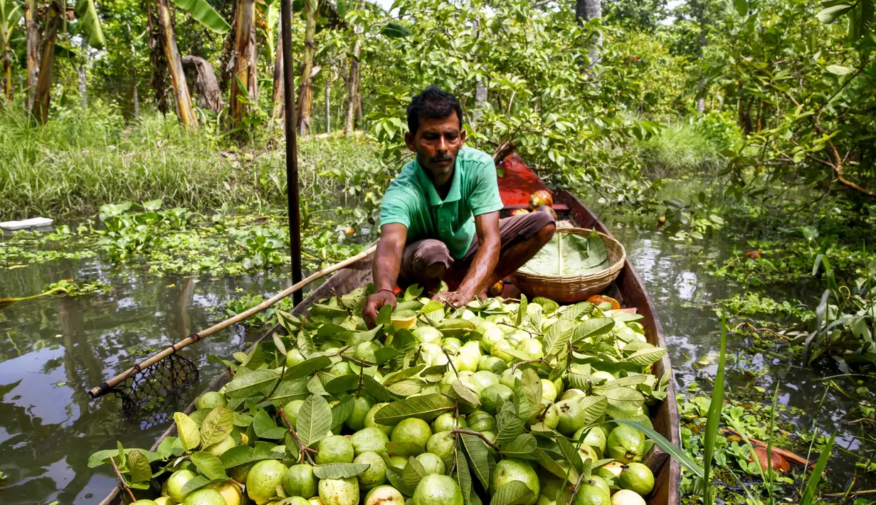 Seorang petani sibuk menyiapkan jambu biji di atas perahu sebelum menjualnya ke pasar apung di Barisal, Bangladesh, 14 Agustus 2020. Pasar apung yang berada sekitar 180 kilometer sebelah selatan Dhaka ini kerap ramai dipadati pembeli dan pedagang selama musim panen jambu biji berlangsung. (Xinhua)