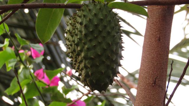 Manfaat Buah Sirsak