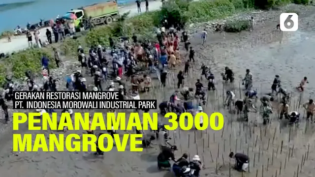 mangrove