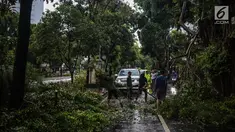 Petugas Dinas Kebersihan dan Pertamanan memotong pohon yang tumbang akibat hujan deras di kawasan jalan Sutan Syahrir, Jakarta, Kamis (22/11). Tumbangnya pohon tersebut disebabkan hujan deras yang melanda Jakarta siang tadi. (Liputan6.com/Faizal Fanani)