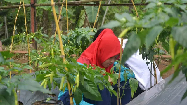Siswa MTs Pakis tengah berpraktek merawat tanaman di kebun sekolah, Gununglurah, Cilongok, Banyumas. (Foto: Liputan6.com/Basarnas/Muhamad Ridlo)