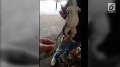 Fenomena langkat terjadi di kota Jingzhou, China dengan kelahiran seekor katak berkaki lima.