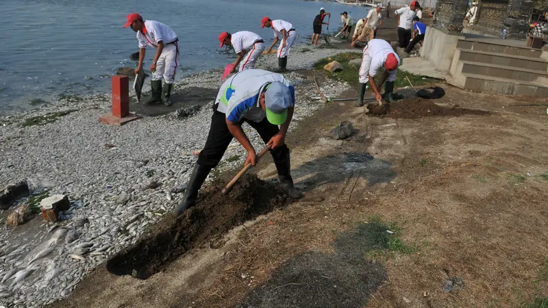 20151130-Ikan Mati di Ancol-Jakarta-Gempur M Surya