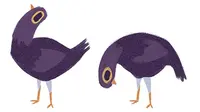 Stiker berbentuk burung merpati ini mewabah di mana-mana.