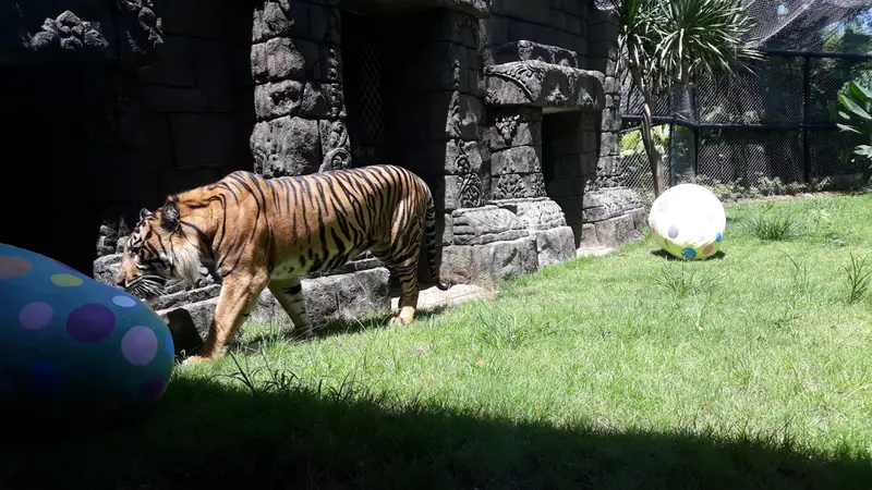 Harimau Sumatera di Bali Zoo
