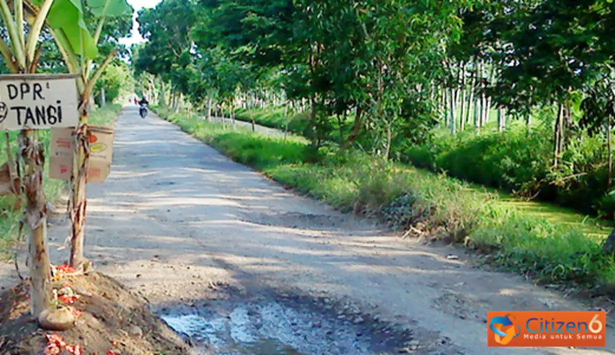 Citizen6, Cilacap: Untuk menghindari kecelakaan akibat rusaknya jalanan maka ditanami pohon pisang agar para pengendara berhati-hati.