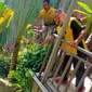Kapolsek Ubud Kompol I Made Uder (belakang) menunjuk lift tempat lima orang karyawan di Ayu Terra Resort, Banjar Kedewatan Let, Desa Kedewatan, Kecamatan Ubud, Kabuoaten Gianyar, Bali, Jumat, 1 September 2023. (sumber: Istimewa)