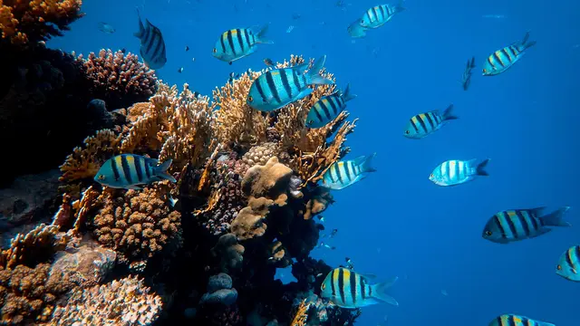 Ilustrasi tempat wisata Taman Nasional Bunaken, Manado