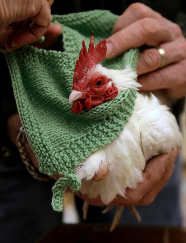 Seekor ayam mengenakan sweater rajut | Photo: Copyright nypost.com