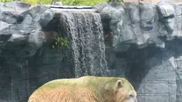 Aktivitas beruang kutub tua, Inuka saat berada di atas tempat tidur pasir dalam kandangnya di Kebun Binatang Singapura, Jumat (13/4). Inuka populer di kalangan pengunjung karena kejenakaannya saat main di kandang kolam renangnya. (Roslan RAHMAN/AFP)
