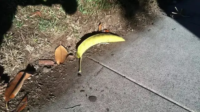 6 Potret Benda Mirip Buah Ini Bikin Melongo, Perlu Teliti