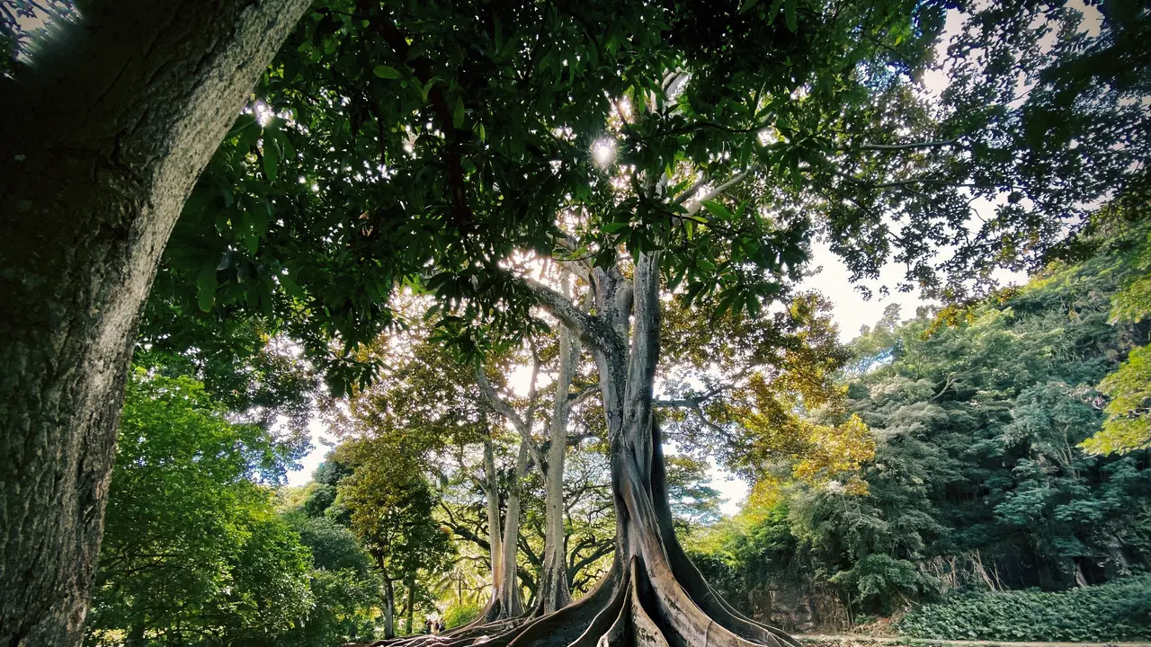 Ilustrasi pohon gayam