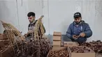 Pekerja Palestina menyortir dan mengemas kurma di sebuah pabrik sebagai persiapan untuk puasa Ramadhan di Khan Yunis di Jalur Gaza selatan pada 19 Maret 2023. (AFP/Said Khatib)