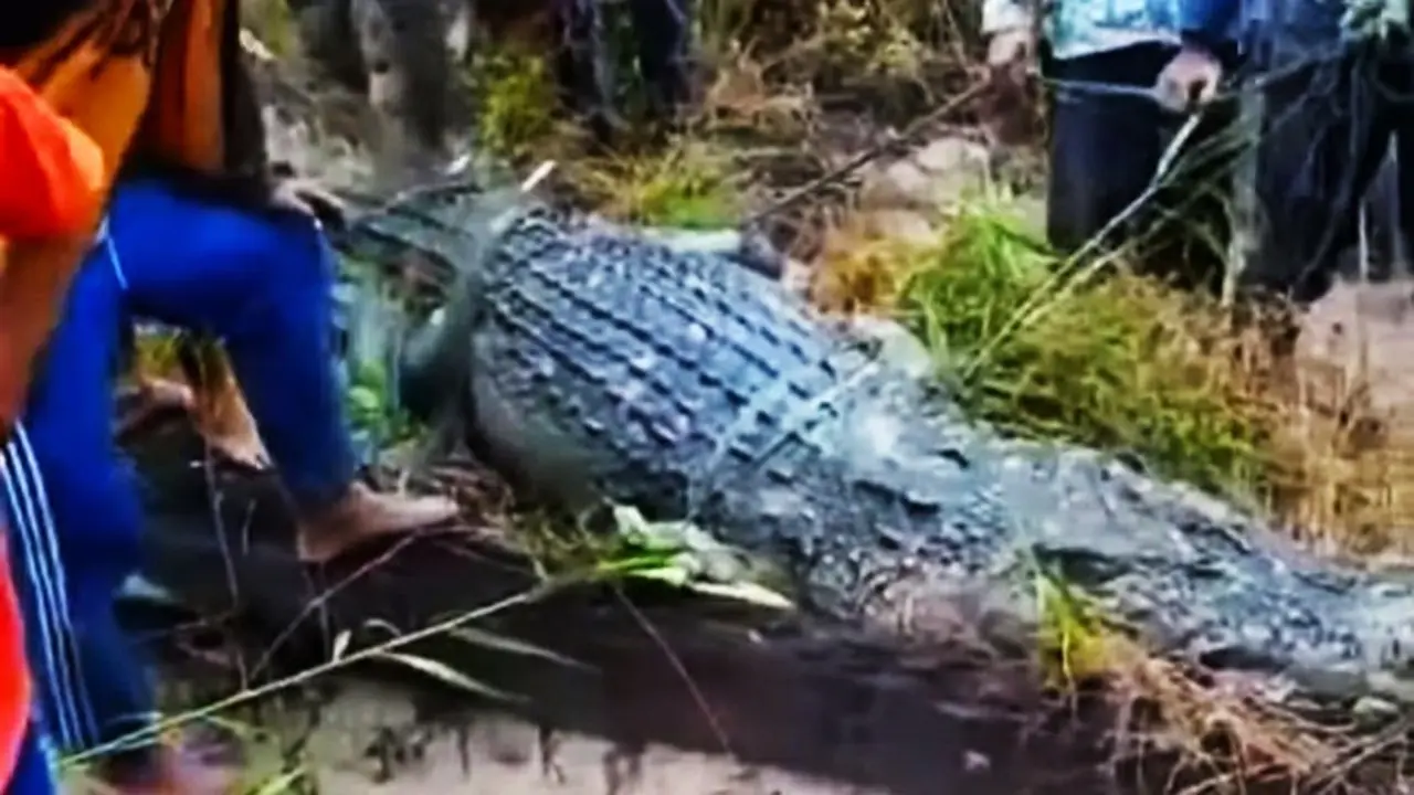 Buaya pemangsa nelayan yang ditangkap warga Kabupaten Siak setelah memakan nelayan asal Kabupaten Kepulauan Meranti.