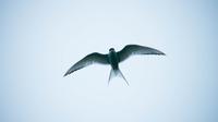 Ilustrasi burung walet. (Photo by Nico Meier on Unsplash)