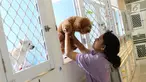 Petugas menggendong anjing yang dititipkan di tempat penitipan hewan di Jakarta, Rabu (21/6). Menjelang libur Idul Fitri, permintaan jasa penitipan hewan meningkat hingga 100 persen. (Liputan6.com/Immanuel Antonius)