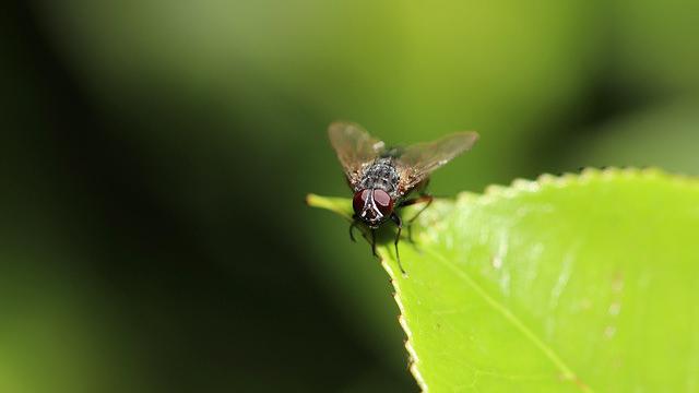 Flies