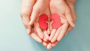 Ilustrasi Ginjal Manusia Credit: pexels.com/pixabay