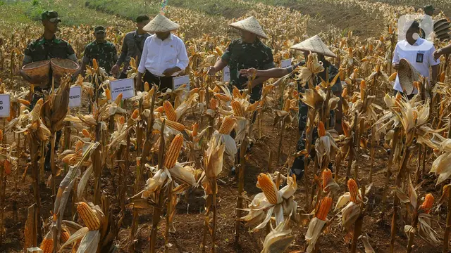 Kasad Maruli Simanjuntak dan Mentan Amran Sulaiman Panen Jagung