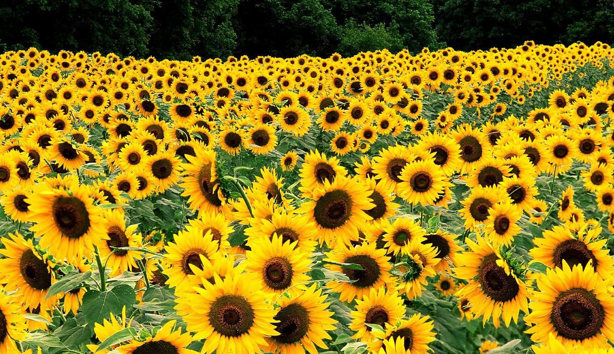 Bunga Matahari  dipercaya memiliki nilai gaib. Sebagian masyarakat Jawa beranggapan bahwa bunga matahari dapat mencegah dan melindungi orang dari marabahaya. (Reuters)