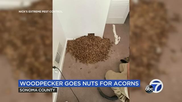 Burung pelatuk lubangi dinding