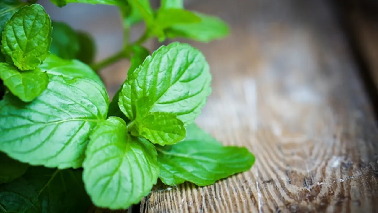 Foto: copyright thinkstockphotos.com