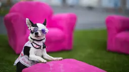 Anjing Chihuahua berpose di instalasi seni bertajuk "The Conclave" karya Graham Caldwell selama pameran Dogumenta di Manhattan, AS, 11 Agustus 2017. Pameran yang menampilkan 10 patung dan instalasi seni ini dibuat khusus untuk anjing. (AP/Mary Altaffer)