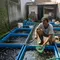 8 Jenis Ikan Air Tawar yang Cocok untuk Daerah yang Sering Kekurangan Air, Berpotensi Menguntungkan