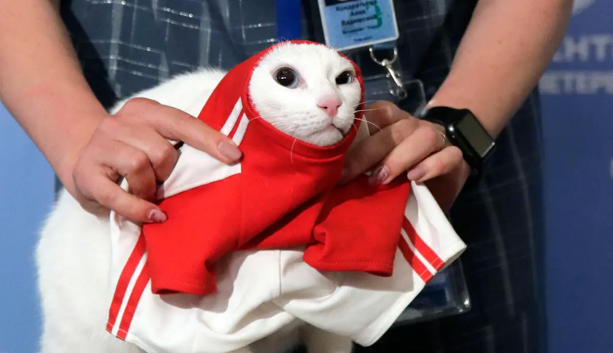 Seorang karyawan State Hermitage menempatkan kaus bola pada Achilles si kucing putih dan bisu saat memprediksi hasil pertandingan sepak bola antara Rusia dan Arab Saudi di Saint Petersburg, Rusia, Rabu (13/6). (AP Photo/Dmitri Lovetsky)