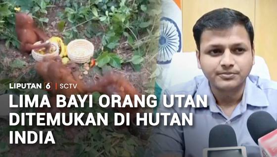 Lima Bayi Orang Utan Ditemukan di Hutan India