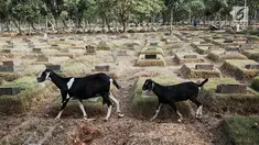 Sejumlah kambing mencari makan di antara makam yang berada di TPU Pondok Rangon, Jakarta, Sabtu (10/8/2019). Kambing tersebut sengaja digembalakan di area kuburan oleh pemiliknya lantaran kurangnya lahan hijau di daerah perkotaan. (Liputan6.com/Faizal Fanani)