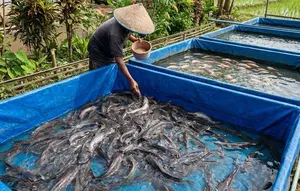 8 Cara Membuat Kolam Lele dari Terpal Tanpa Cor, Sebuah Panduan Budidaya Praktis hanya dari Rumah