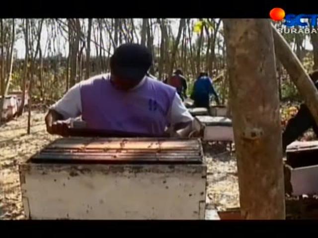 Video Musim Kangkung Berbunga Jadi Berkah Bagi Peternak Lebah Di