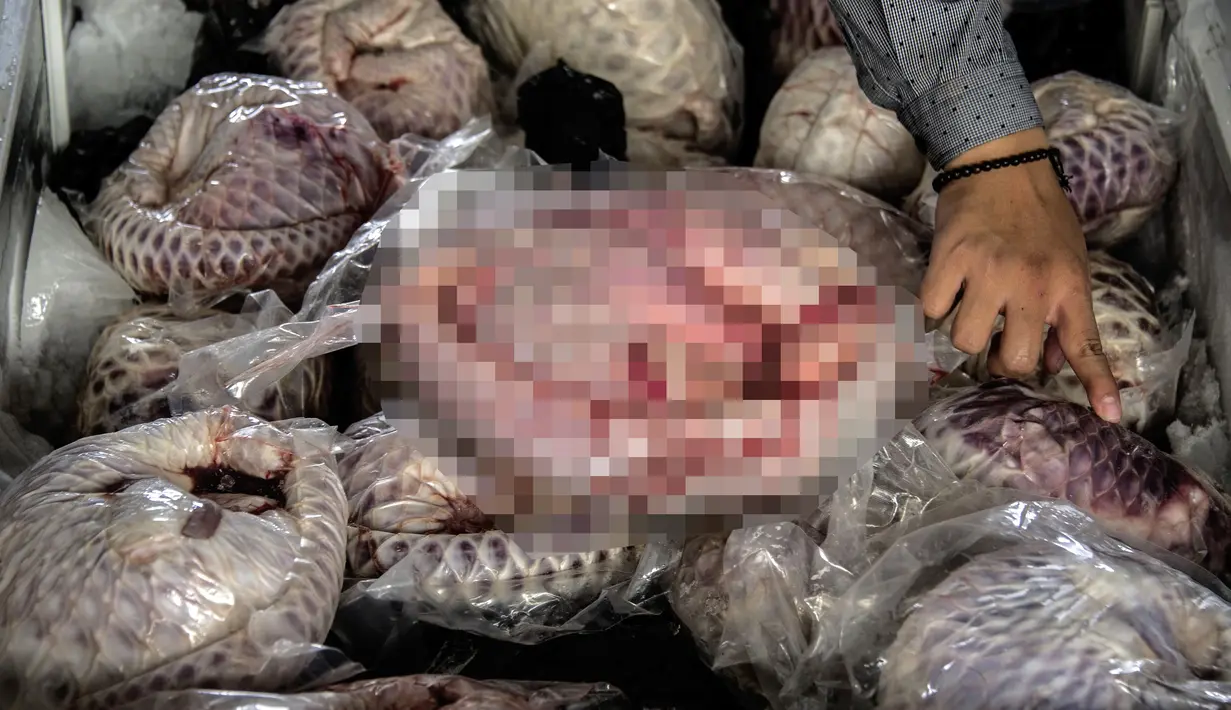 Ditreskrimsus Polda Jatim menggagalkan penyelundupan 657 ekor trenggiling yang sudah dalam bentuk daging beku dan siap ekspor, Jombang, Jatim (25/8). Rencananya daging trenggiling tersebut akan dikirim ke Tiongkok dan Taiwan. (AFP PHOTO/Juni Kriswanto)