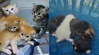 Kucing Beda Warna dengan 'Keluarganya' Ini Unik. (Sumber: Twitter/@kochengfs dan Twitter/@auroraraaaa)