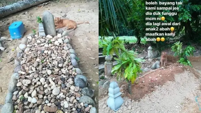 kucing kunjungi makam tuannya setiap hari