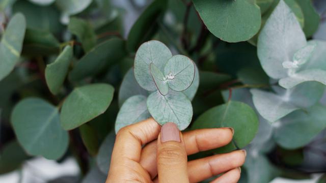 Ilustrasi tanaman jade