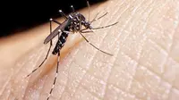 Di area yang lembab dan hangat menjadi kesempatan nyamuk untuk menyerang tubuh manusia. Namun cara ini ampuh untuk mencegah gigitan nyamuk.