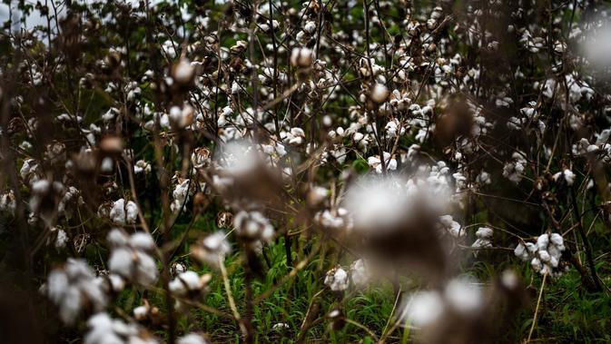 Tanaman kapas terlihat mekar di sebuah pertanian di Fayette, Jefferson County, Mississippi (28/9/2020). Dampak perbudakan di wilayah Amerika Serikat bagian Selatan ini tetap terlihat. (AFP/Chandan Khanna)