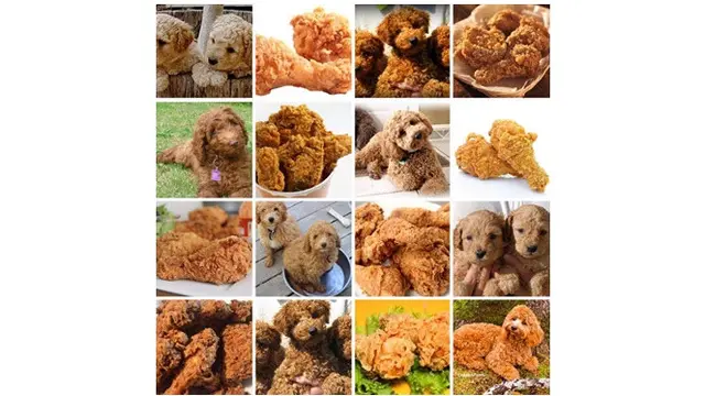 Hewan seperti makanan (Sumber: pawsplanet)