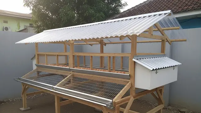 desain kandang ayam yang bikin ayam cepat bertelur