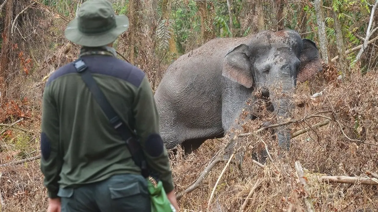Petugas BBKSDA Riau ketika berhadapan dengan gajah sakit di Kabupaten Bengkalis.